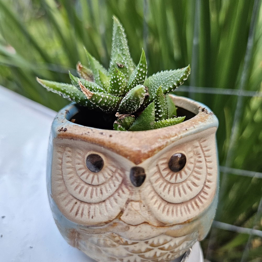 Owl Ceramic Planter with Succulent